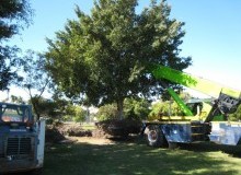 Kwikfynd Tree Management Services
herston