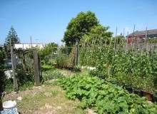 Kwikfynd Vegetable Gardens
herston